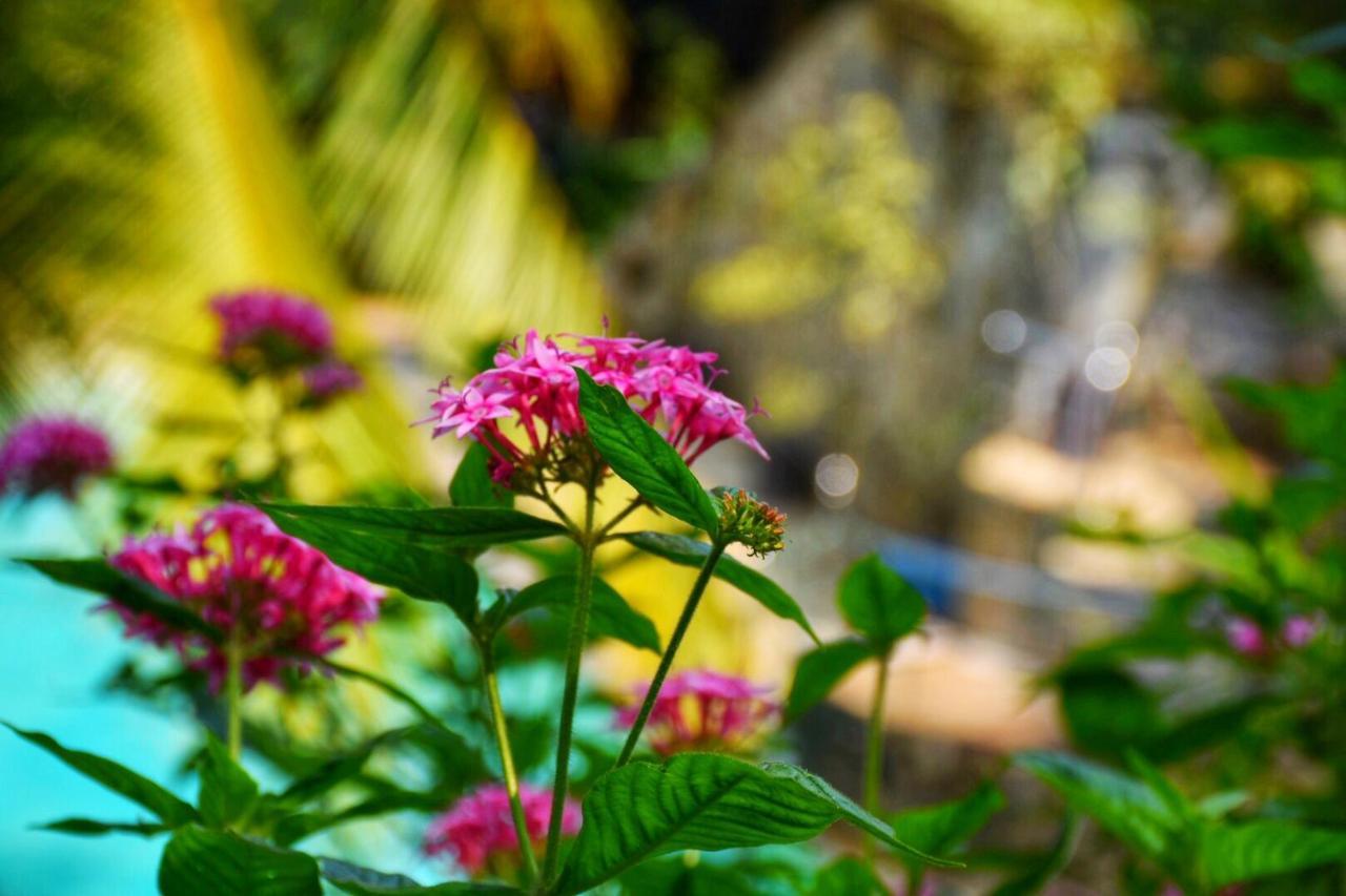Udf Nature Villa แคนดี้ ภายนอก รูปภาพ